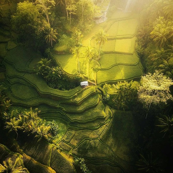 Terasering, Tegalalang - Indonesia