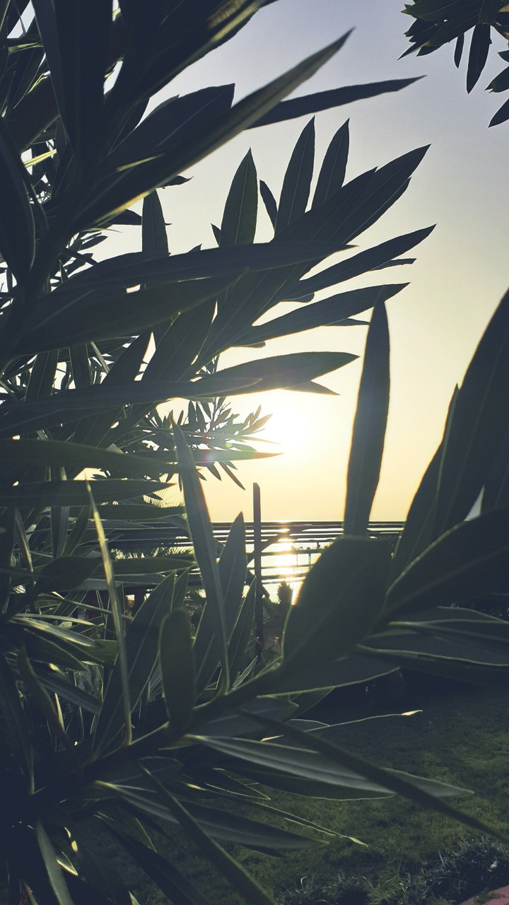 nature