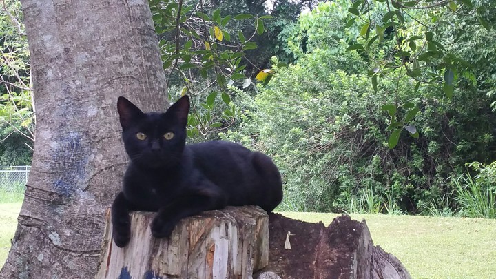 DonkeySauce the Cat