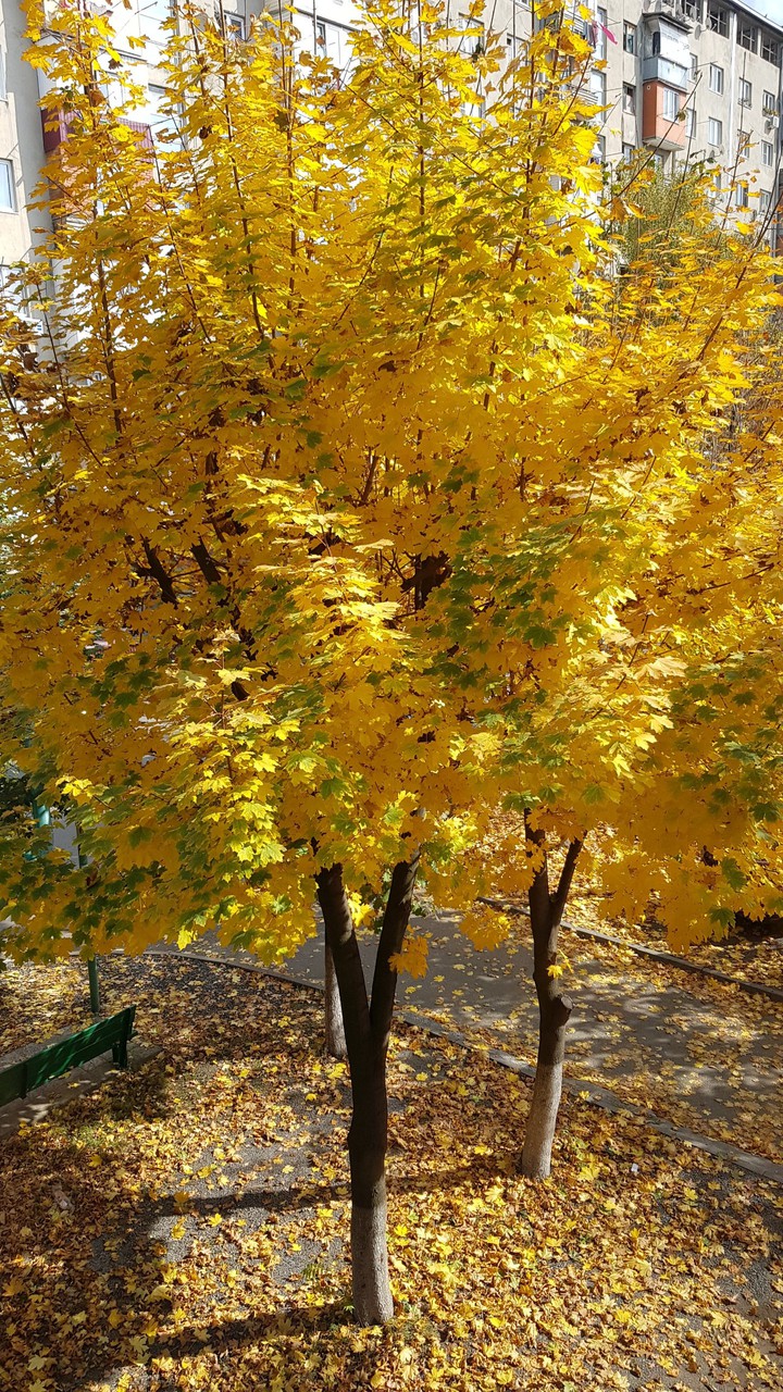 клён??