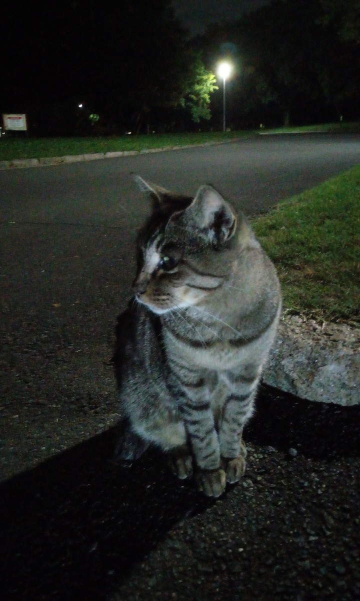 cat