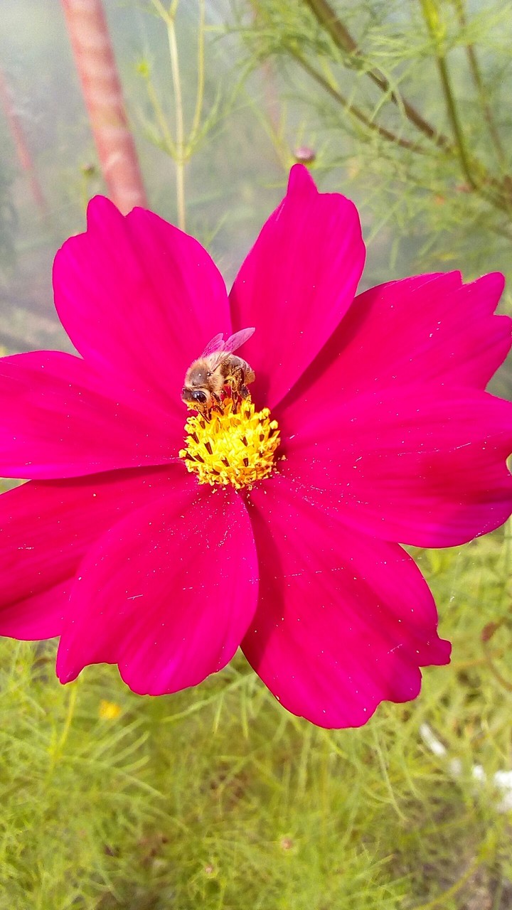 flowers