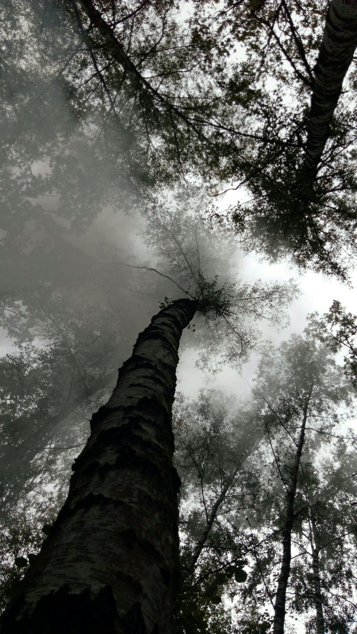 лес