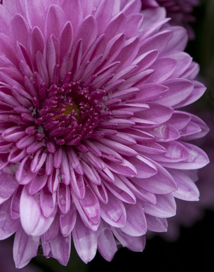Purple Flower
