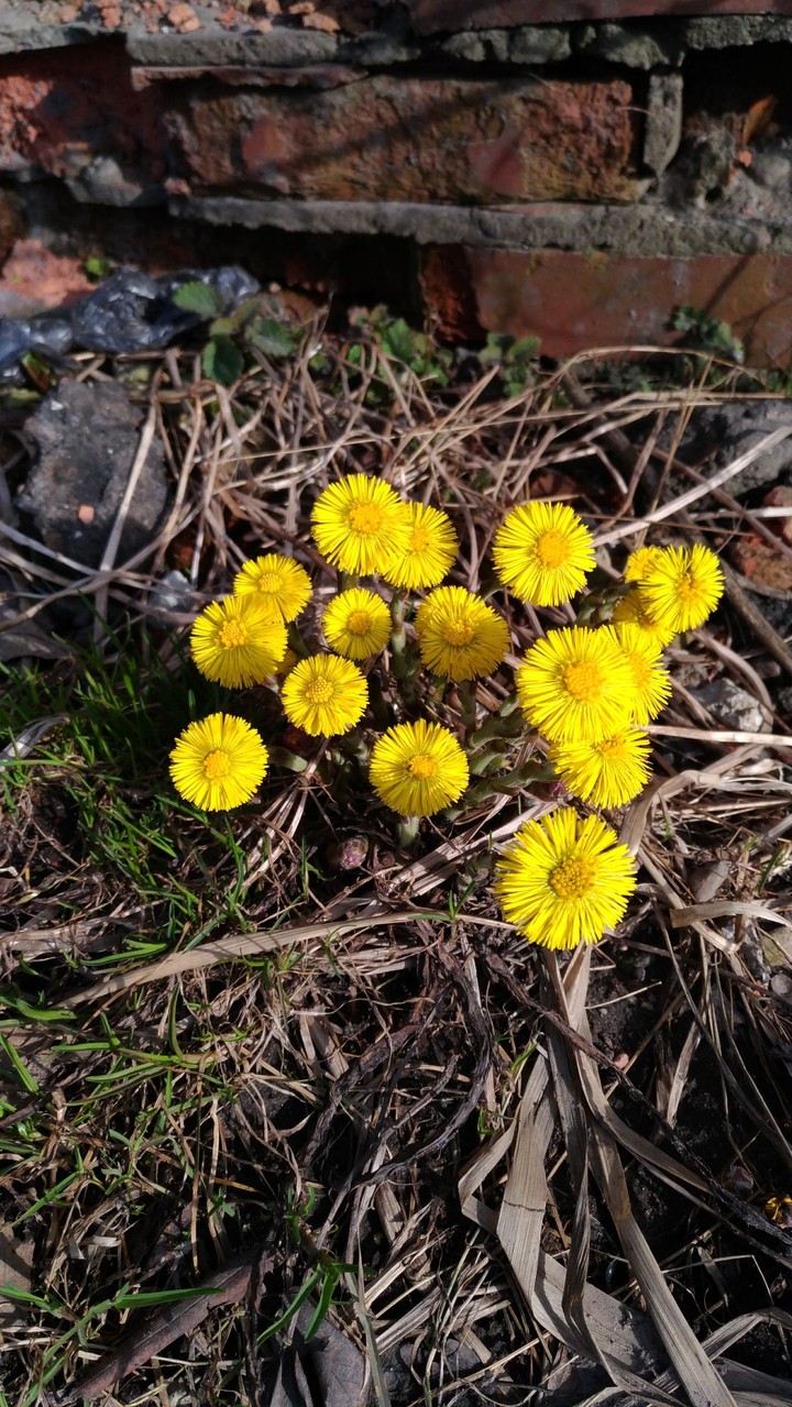 Spring, 10th of April, 2017