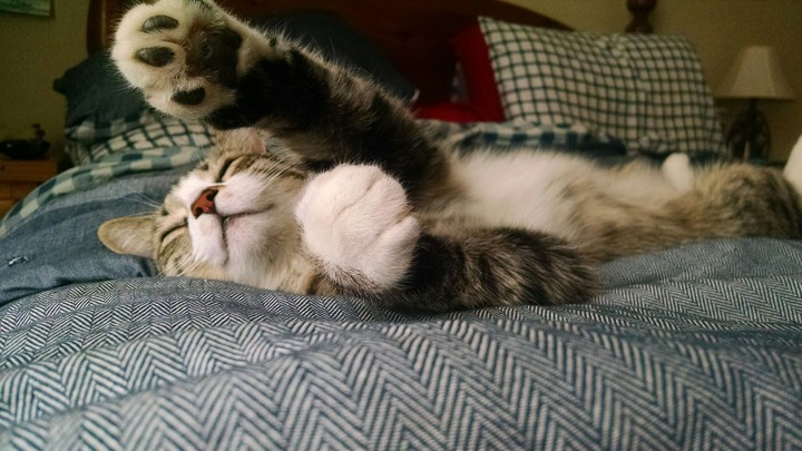 Stretchy Kitty