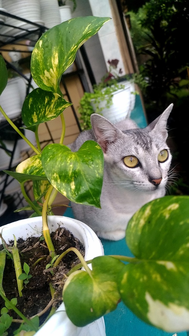 meera