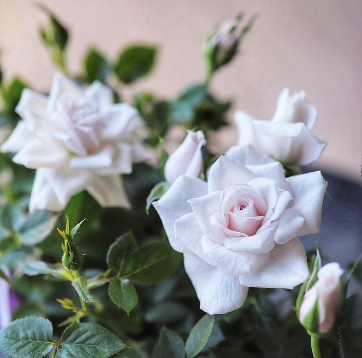 White Rose