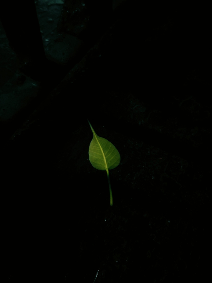 Green Leaf