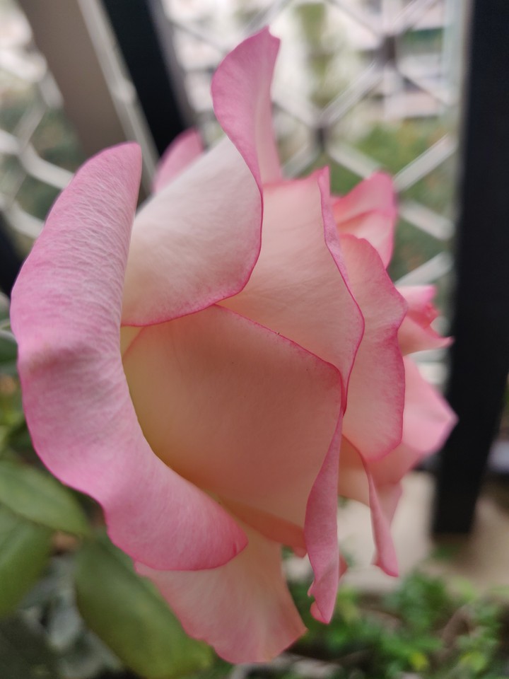 petals