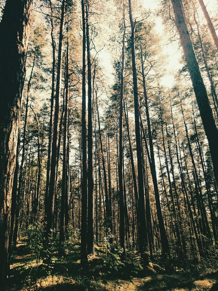 лес