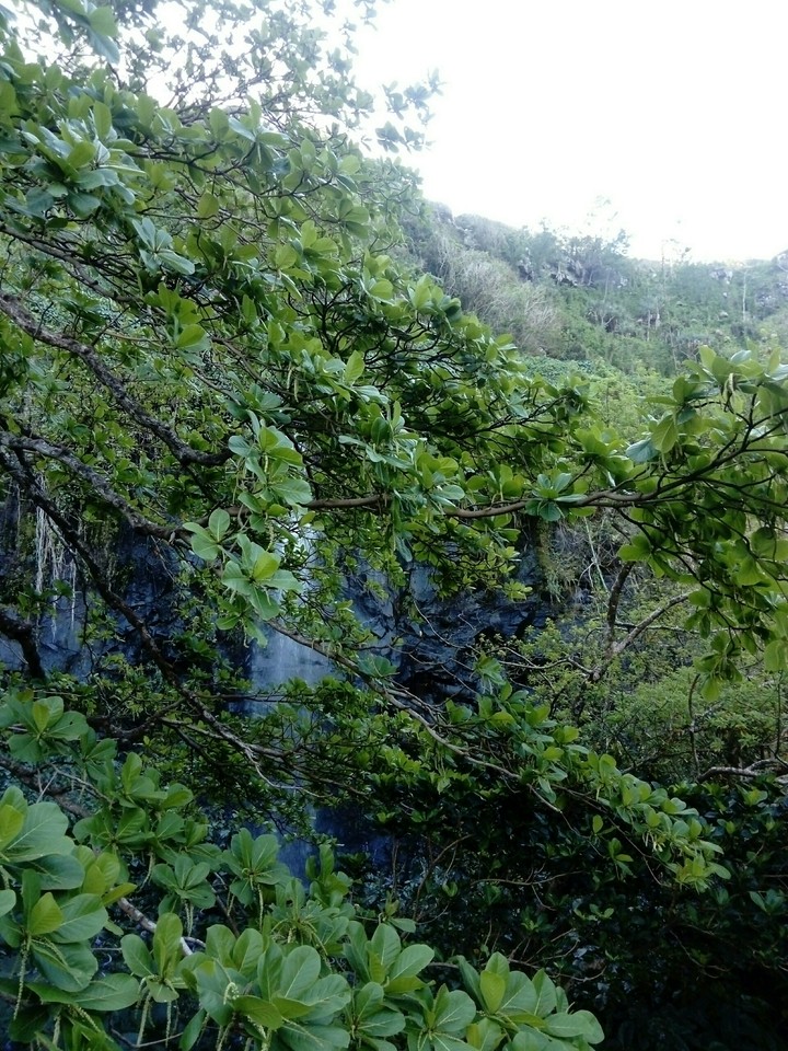 green natural