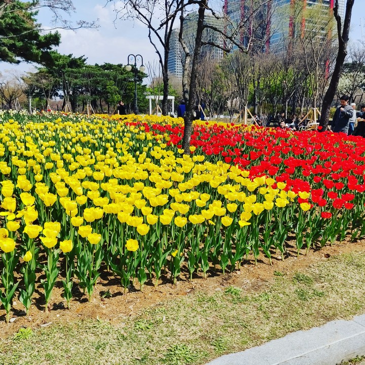 tulips in SEOUL