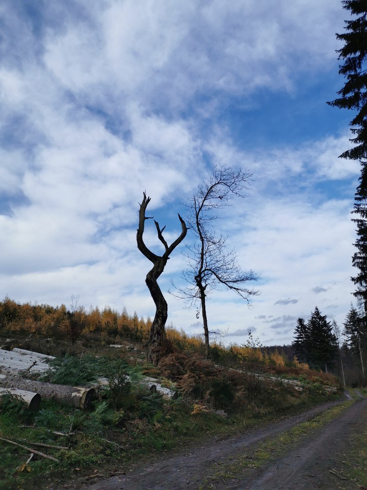 Natur