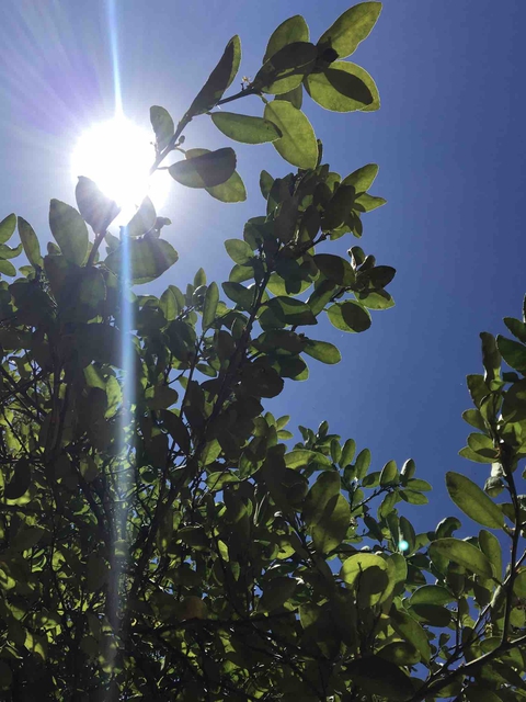sol de mediodía