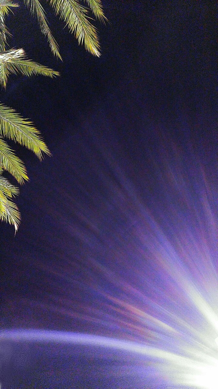 night glory