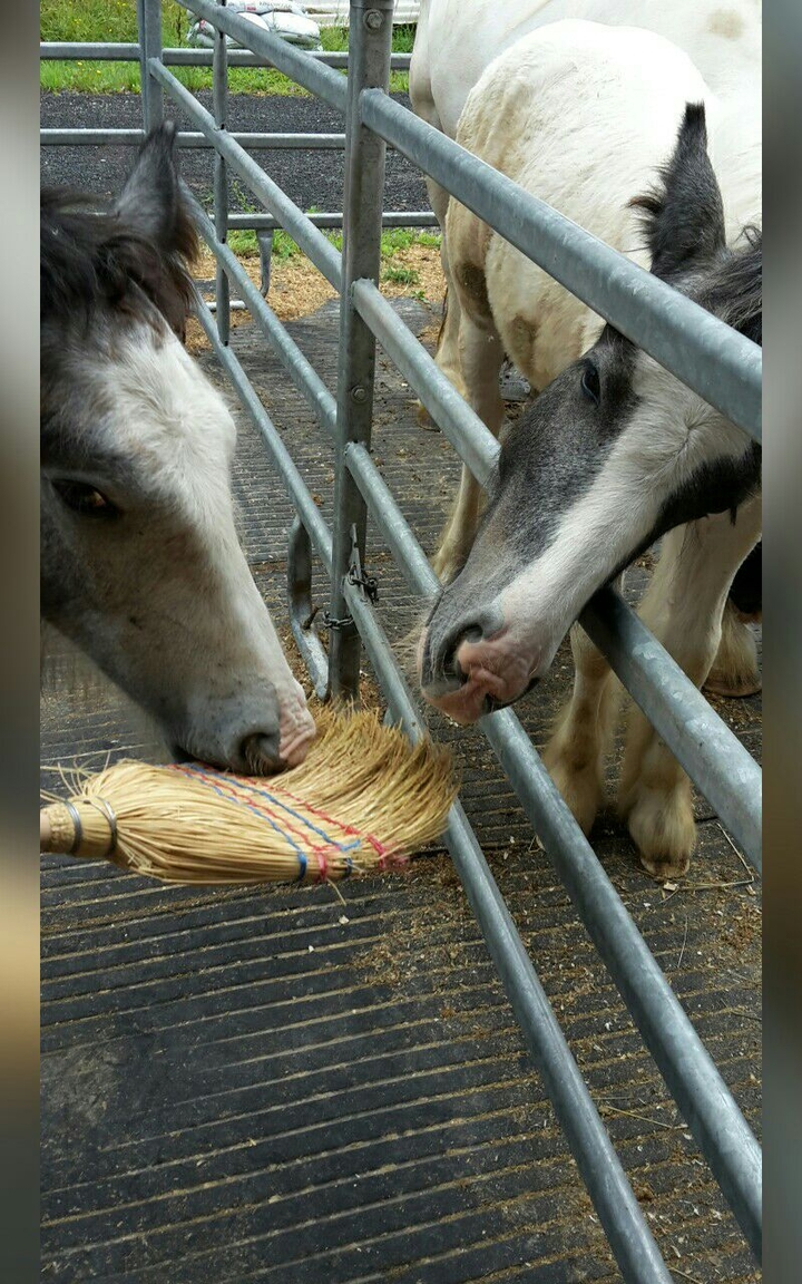 foals and a broom 