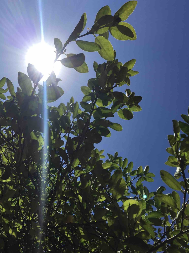 sol de mediodía