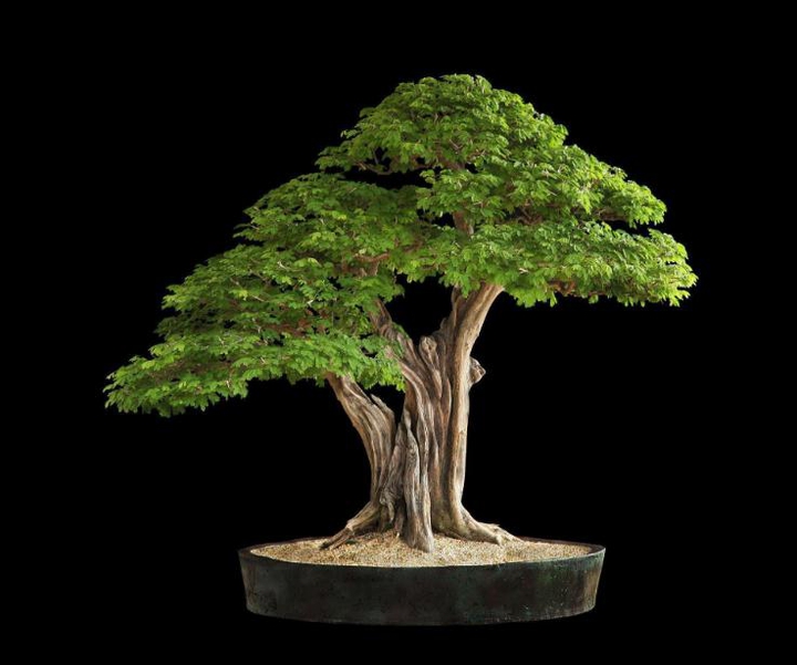 bonsai