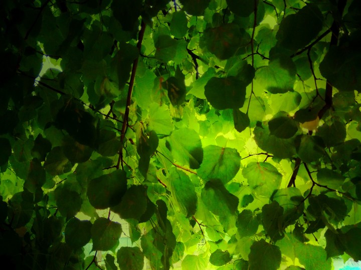 Green greens