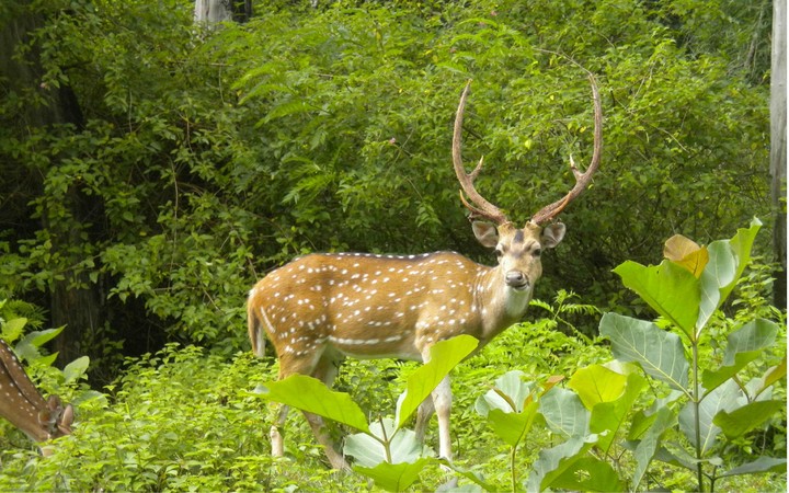deer