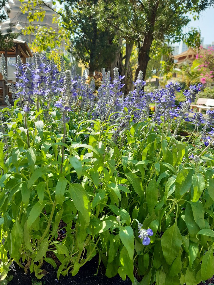 flower