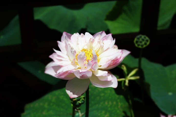 Lotus of the summer