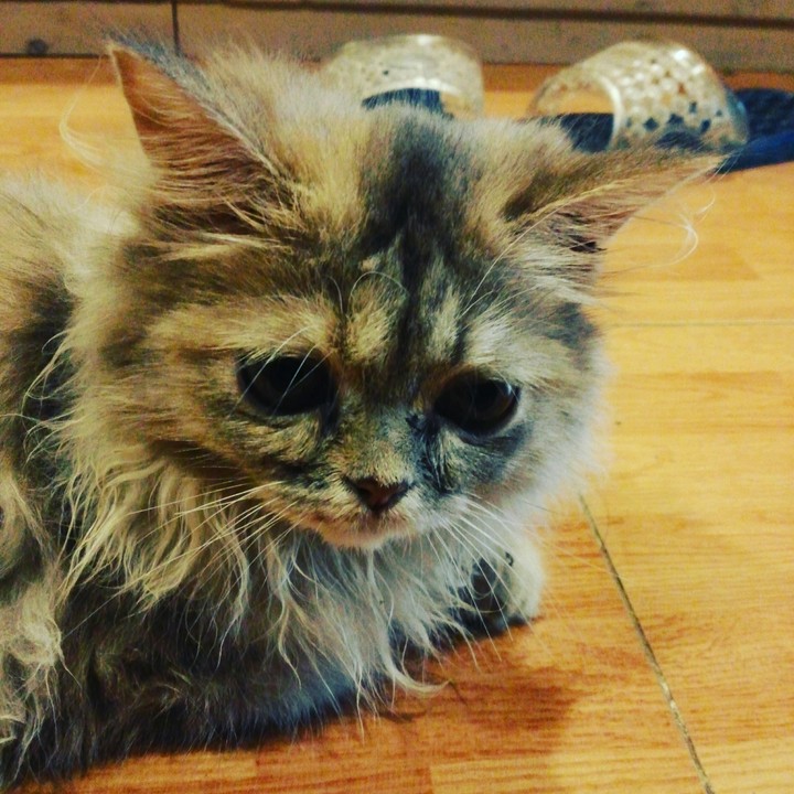 cat