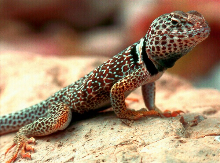 SPOTTY BEAUTY