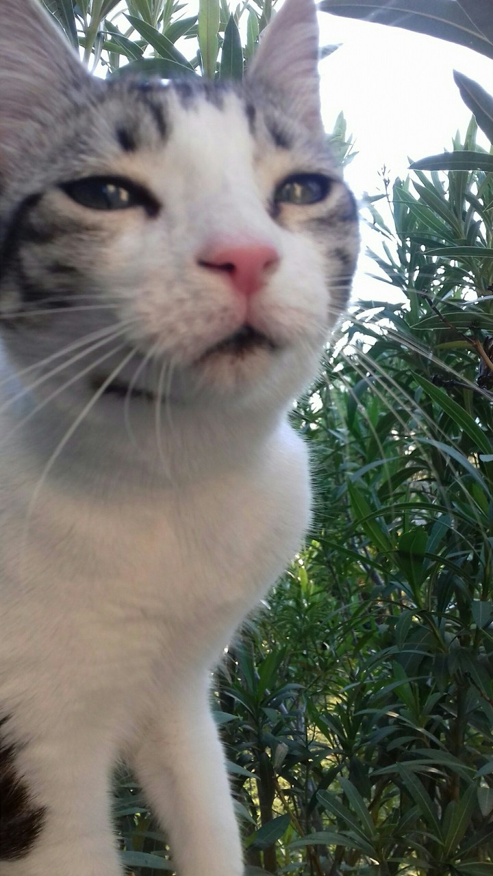 cat