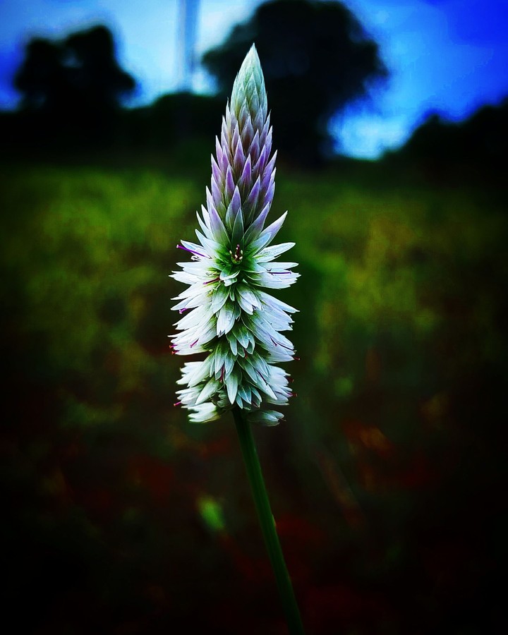 #mobilephotography