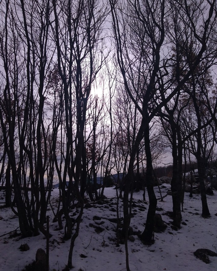 Snowy forest
