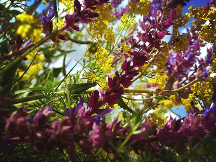 flowers