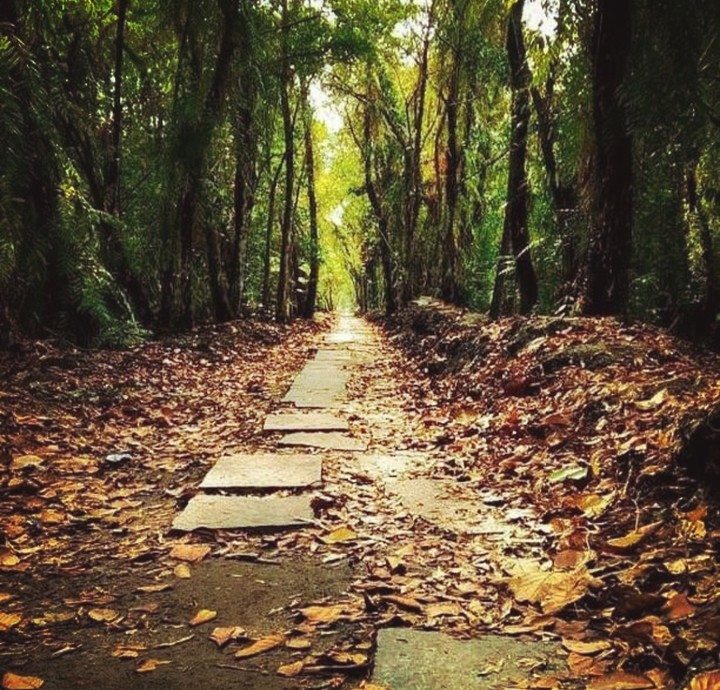 Forest Pathways