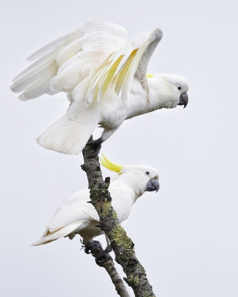 Parrot, wing háttérképek