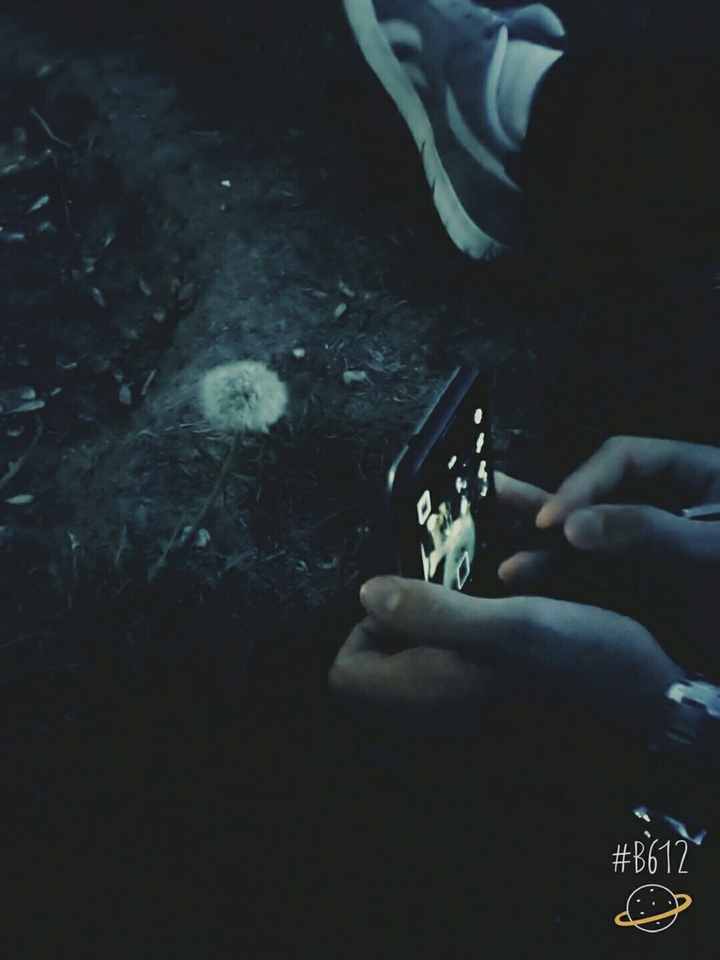 dandelion