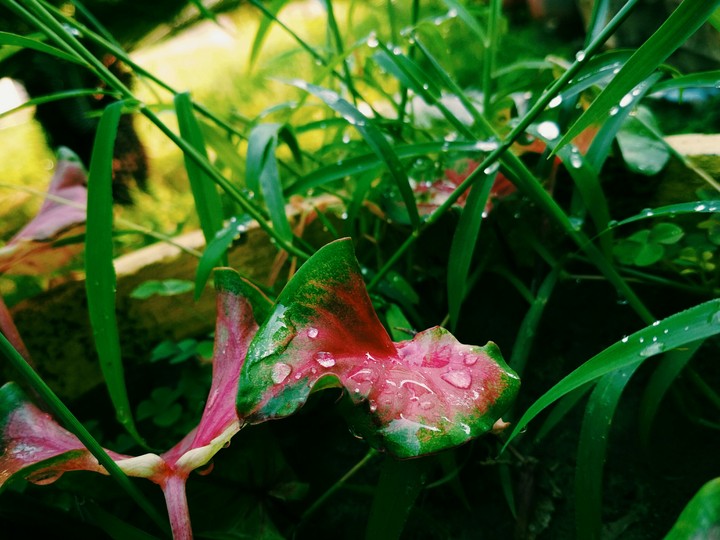 waterdroplets