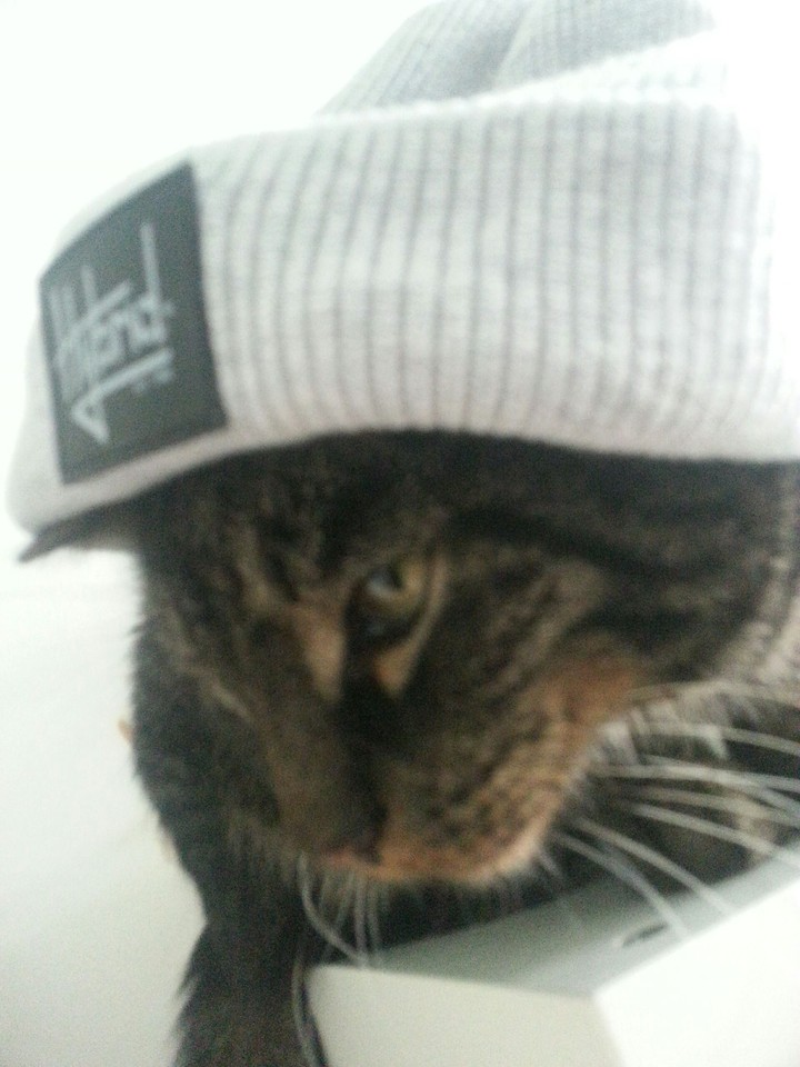 cool cat
