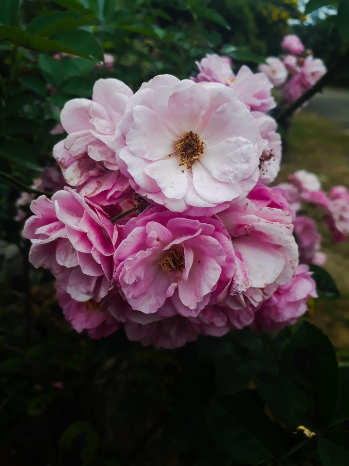 May the flowers remind us why the rain was necessary.