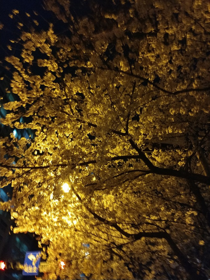 밤에 보는꽃
