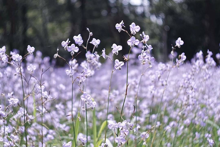 Flowers.