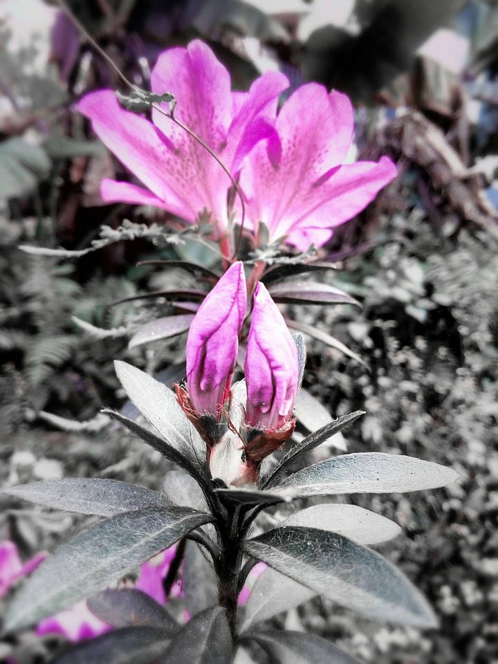 The buds....