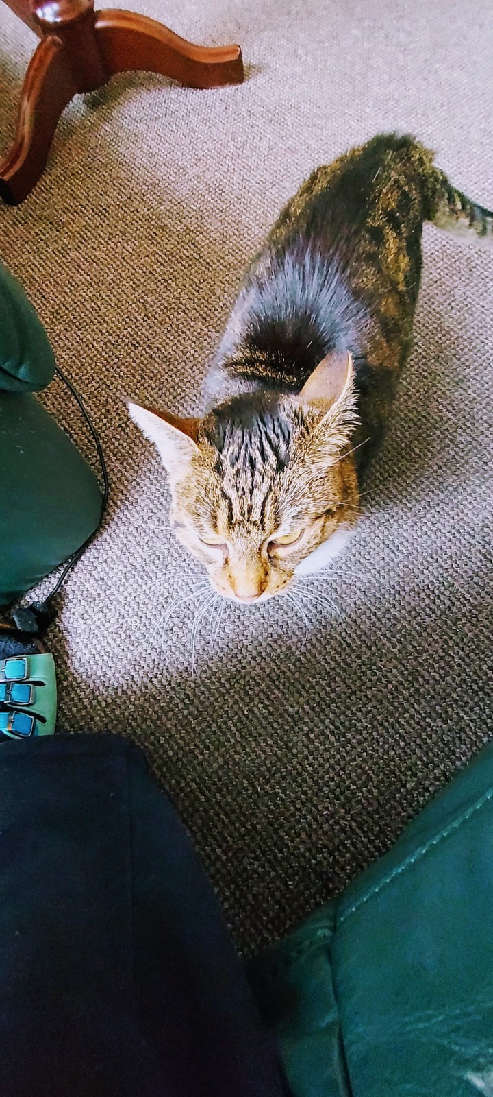my ccato