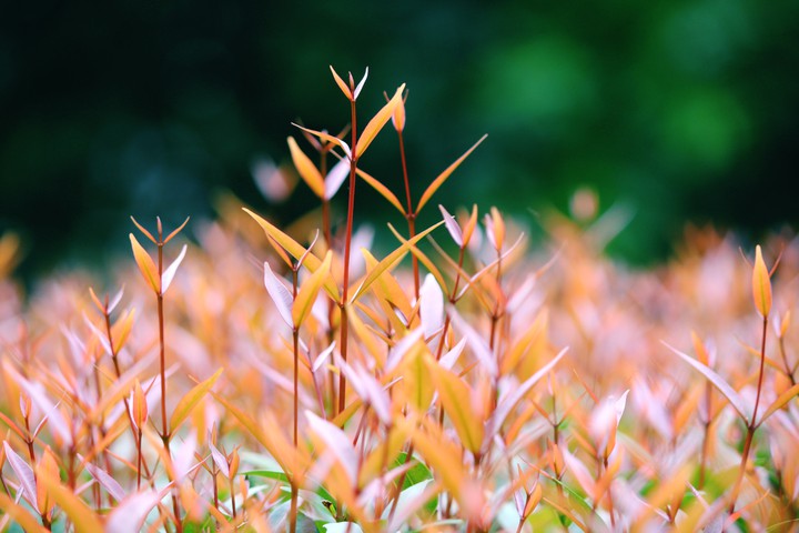 pure nature