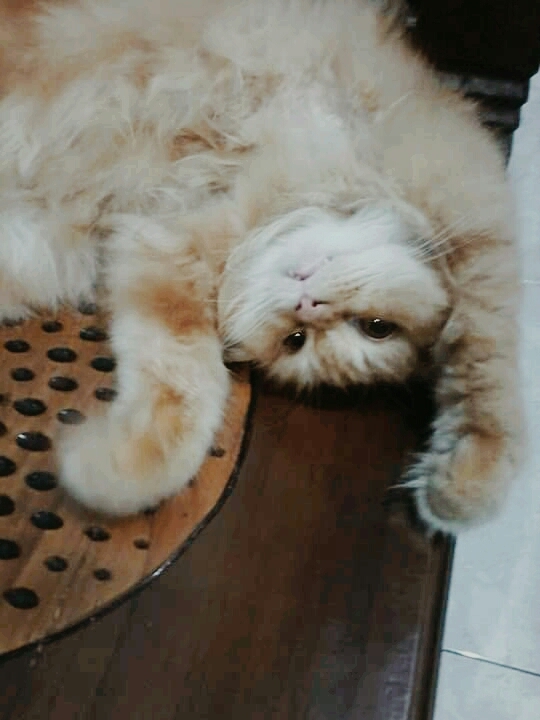 leo