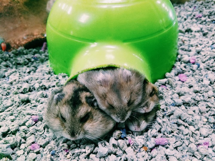 hampsters!