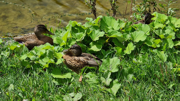 ducks