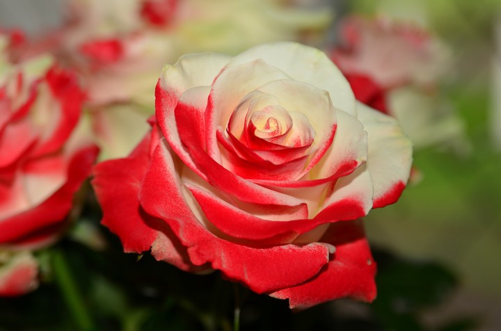 rosa