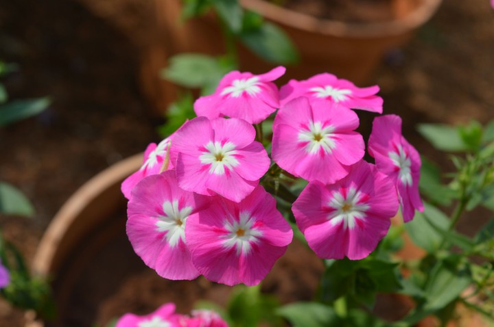 pink flowers