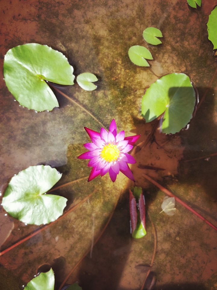 water lilly